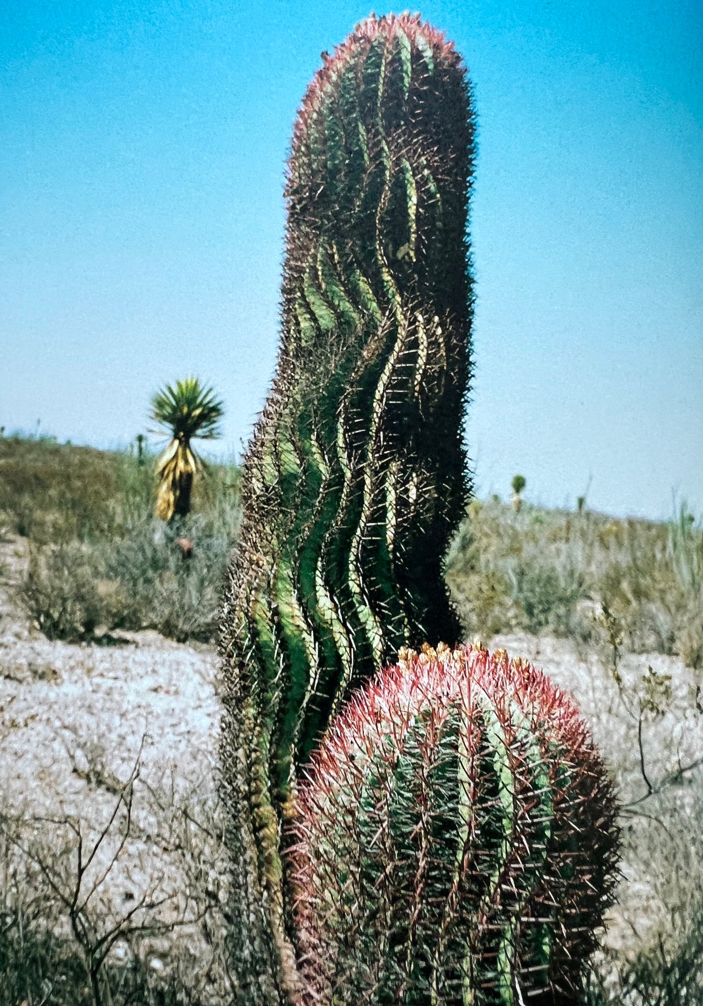 Purple México